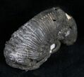Partial Pyritized Ammonite From Russia - #7298-1